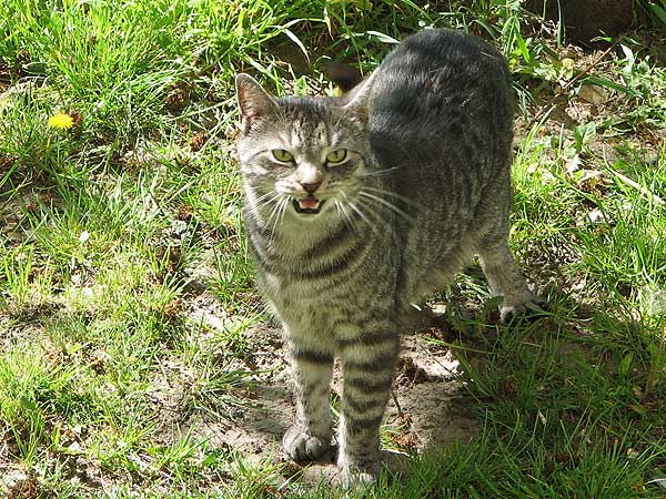 Khajiit łowca
