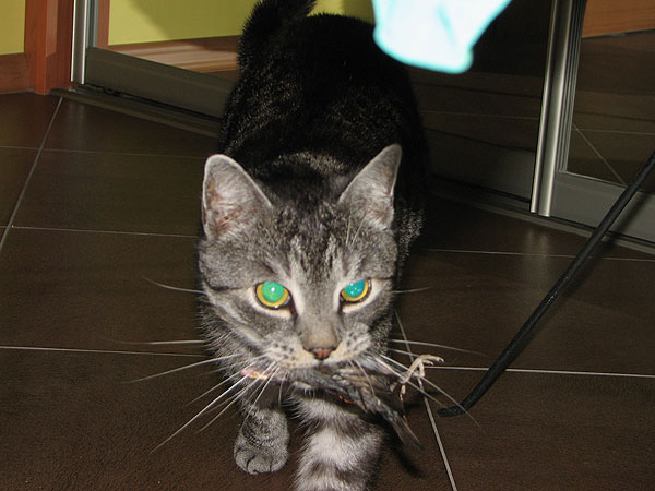 Khajiit killer